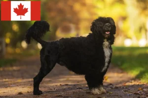 Read more about the article Cão de Agua português tenyésztők és kölykök Kanadában