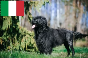 Read more about the article Cão de Agua português tenyésztők és kiskutyák Olaszországban