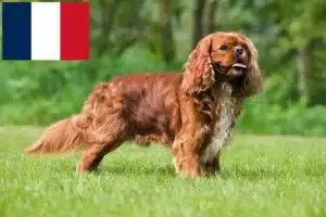 Read more about the article Cavalier King Charles Spaniel tenyésztők és kölykök Franciaországban