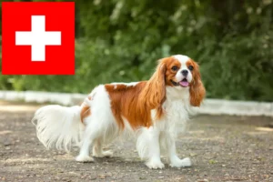 Read more about the article Cavalier King Charles Spaniel tenyésztők és kölykök Svájcban