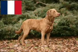 Read more about the article Chesapeake Bay Retriever tenyésztők és kölykök Franciaországban