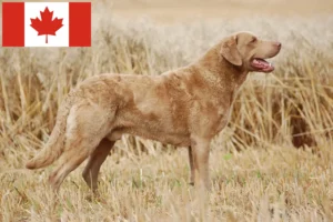 Read more about the article Chesapeake Bay Retriever tenyésztők és kölykök Kanadában