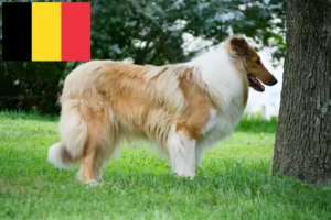 Read more about the article Collie tenyésztők és kölykök Belgiumban