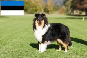 Read more about the article Collie tenyésztők és kiskutyák Észtországban