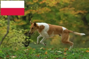 Read more about the article Collie tenyésztők és kiskutyák Lengyelországban