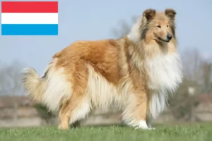 Read more about the article Collie tenyésztők és kiskutyák Luxemburgban