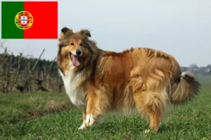 Read more about the article Collie tenyésztők és kiskutyák Portugáliában