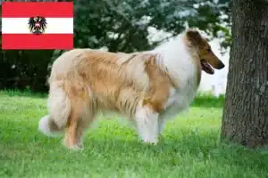 Read more about the article Collie tenyésztők és kiskutyák Ausztriában