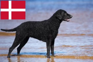 Read more about the article Curly Coated Retriever tenyésztők és kiskutyák Dánia területén