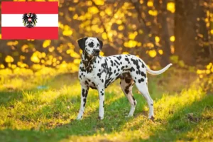 Read more about the article Dalmata tenyésztők és kölykök Ausztriában