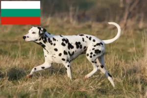 Read more about the article Dalmata tenyésztők és kölykök Bulgáriában