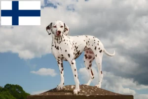 Read more about the article Dalmata tenyésztők és kölykök Finnországban