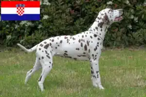 Read more about the article Dalmata tenyésztők és kölykök Horvátországban