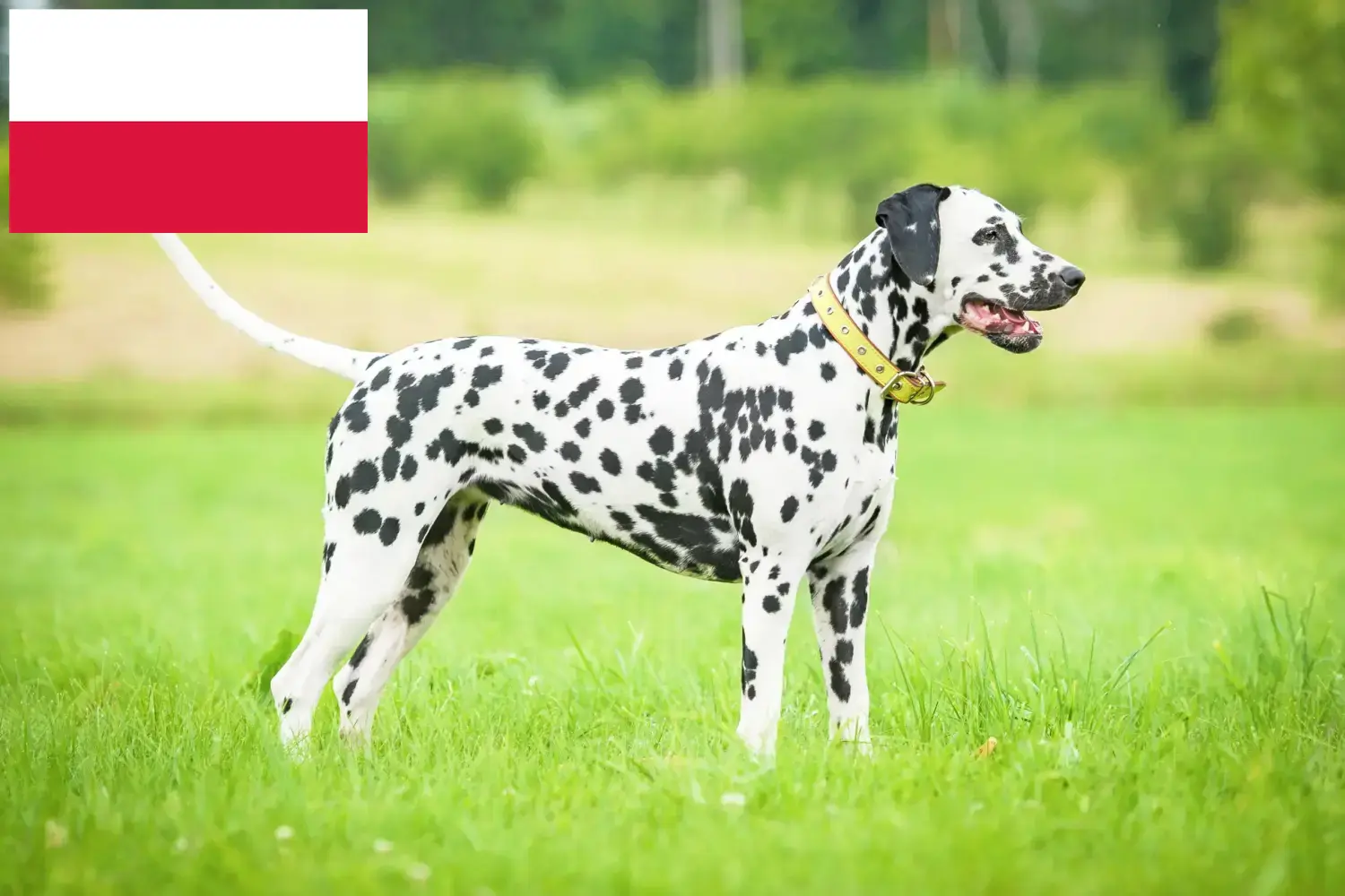 Read more about the article Dalmata tenyésztők és kölykök Lengyelországban