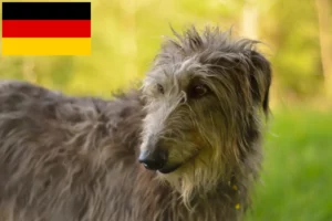 Read more about the article Deerhound tenyésztők és kiskutyák Németországban