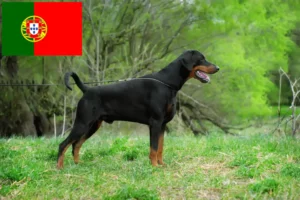 Read more about the article Dobermann tenyésztők és kölykök Portugáliában