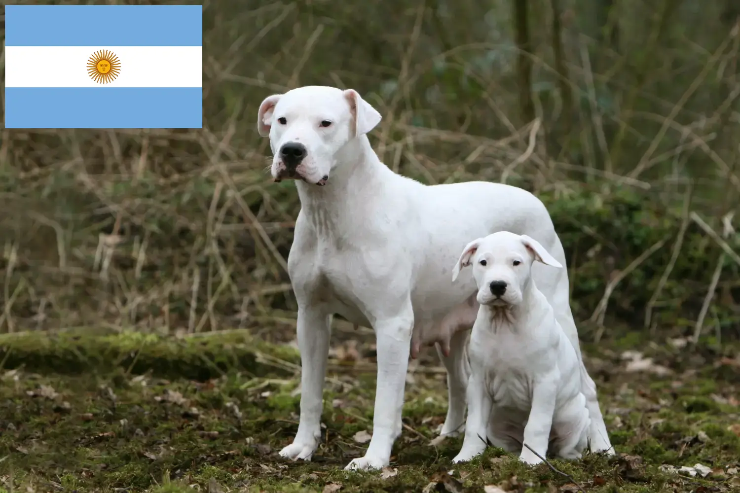 Read more about the article Dogo Argentino tenyésztők és kölykök Argentínában