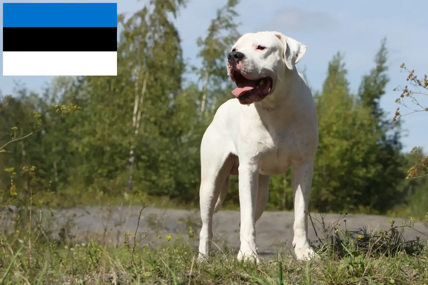 Read more about the article Dogo Argentino tenyésztők és kölykök Észtországban