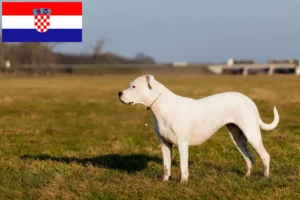 Read more about the article Dogo Argentino tenyésztők és kölykök Horvátországban