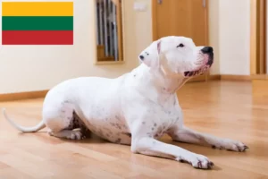 Read more about the article Dogo Argentino tenyésztők és kölykök Litvániában