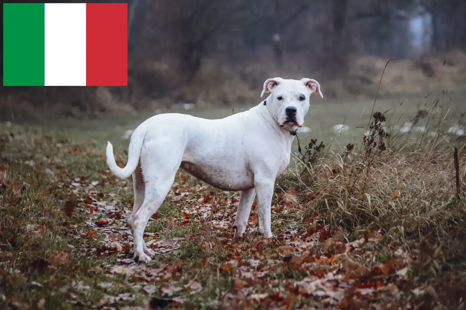 Read more about the article Dogo Argentino tenyésztők és kölykök Olaszországban