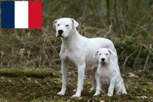 Read more about the article Dogo Argentino tenyésztők és kölykök Réunionban