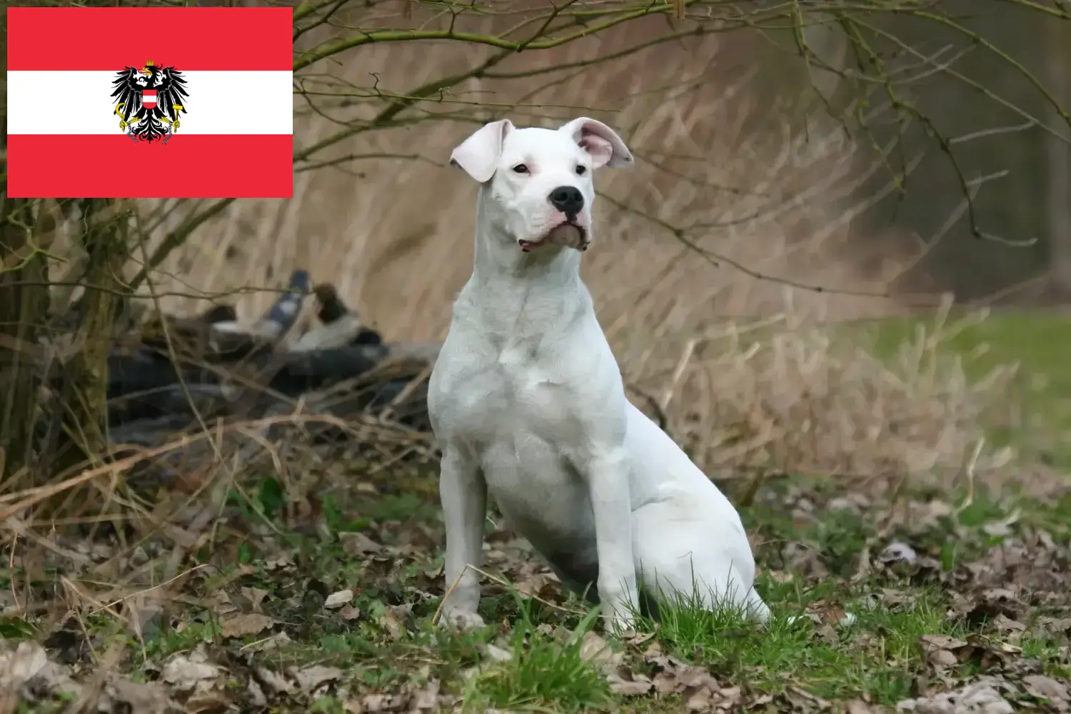 Read more about the article Dogo Argentino tenyésztők és kölykök Ausztriában