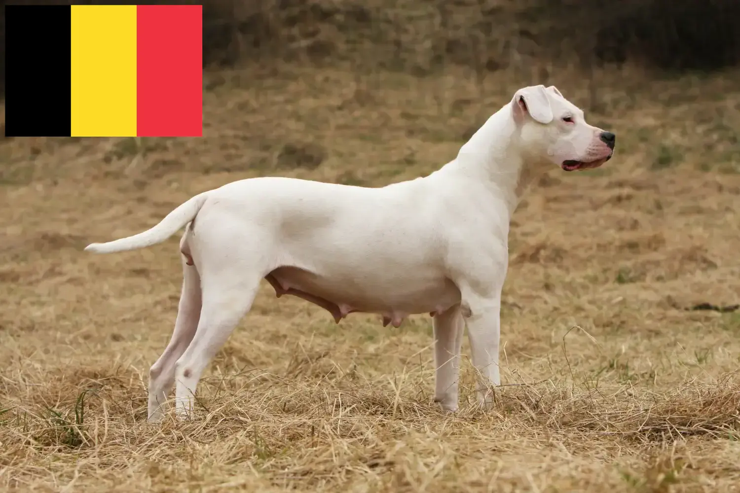 Read more about the article Dogo Argentino tenyésztők és kölykök Belgiumban