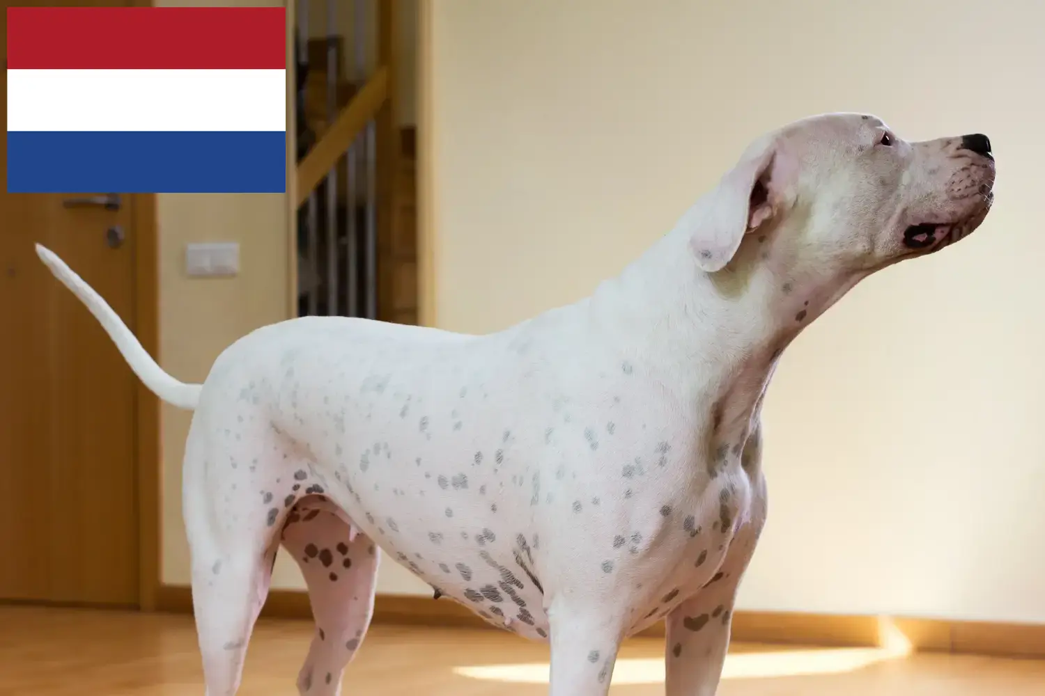 Read more about the article Dogo Argentino tenyésztők és kölykök Hollandiában