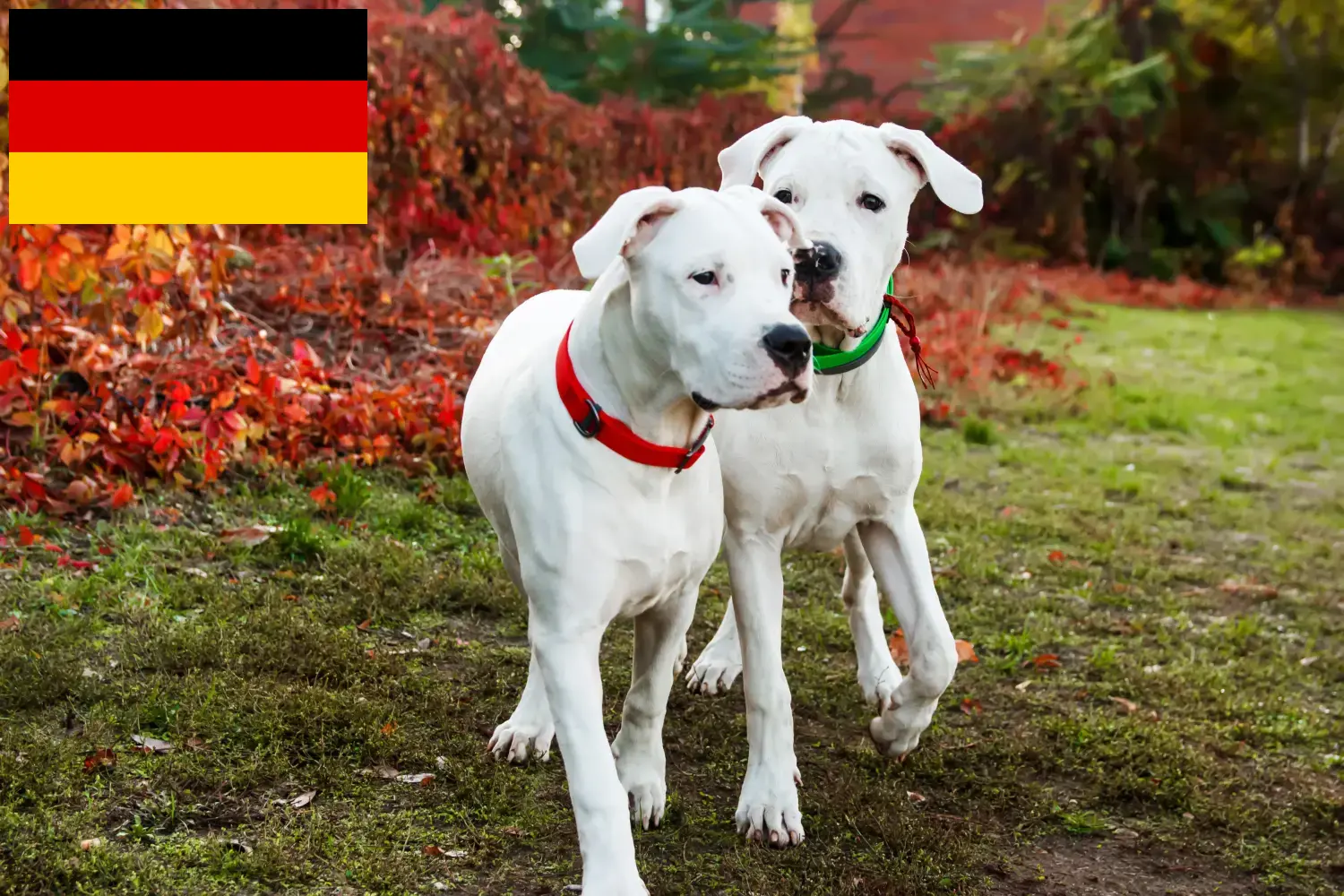 Read more about the article Dogo Argentino tenyésztők és kölykök Németországban