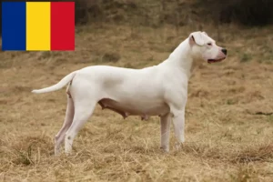 Read more about the article Dogo Argentino tenyésztők és kölykök Romániában