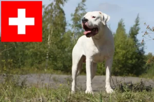 Read more about the article Dogo Argentino tenyésztők és kölykök Svájcban