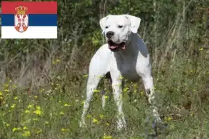 Read more about the article Dogo Argentino tenyésztők és kölykök Szerbiában