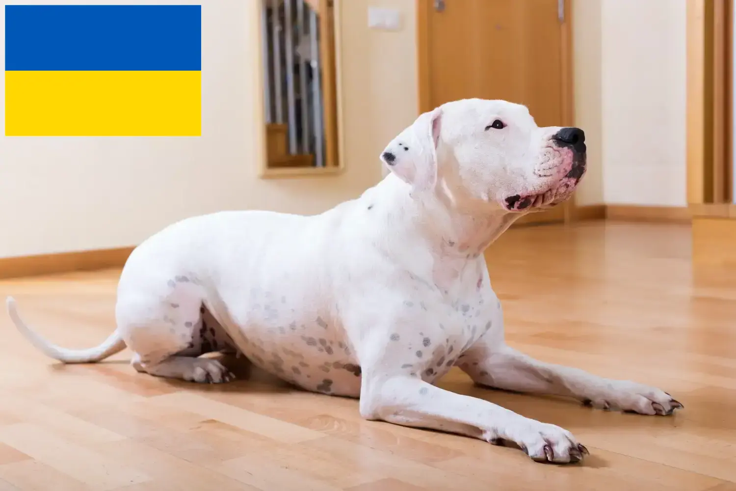 Read more about the article Dogo Argentino tenyésztők és kölykök Ukrajnában