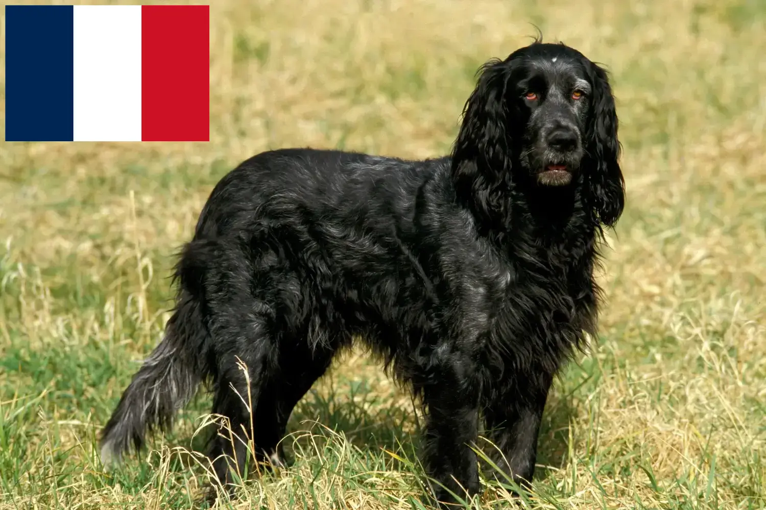 Read more about the article Epagneul Bleu de Picardie tenyésztők és kiskutyák Franciaországban