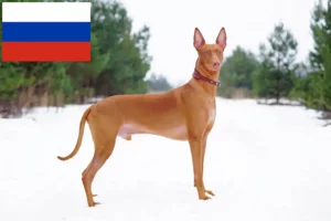 Read more about the article Fáraó kutyatenyésztők és kölykök Oroszországban