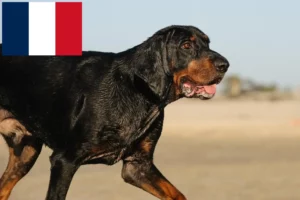 Read more about the article Black and Tan Coonhound tenyésztők és kölykök Franciaországban