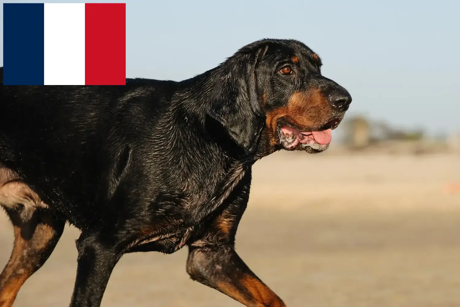 Read more about the article Black and Tan Coonhound tenyésztők és kölykök Franciaországban