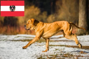 Read more about the article Fila Brasileiro tenyésztők és kölykök Ausztriában