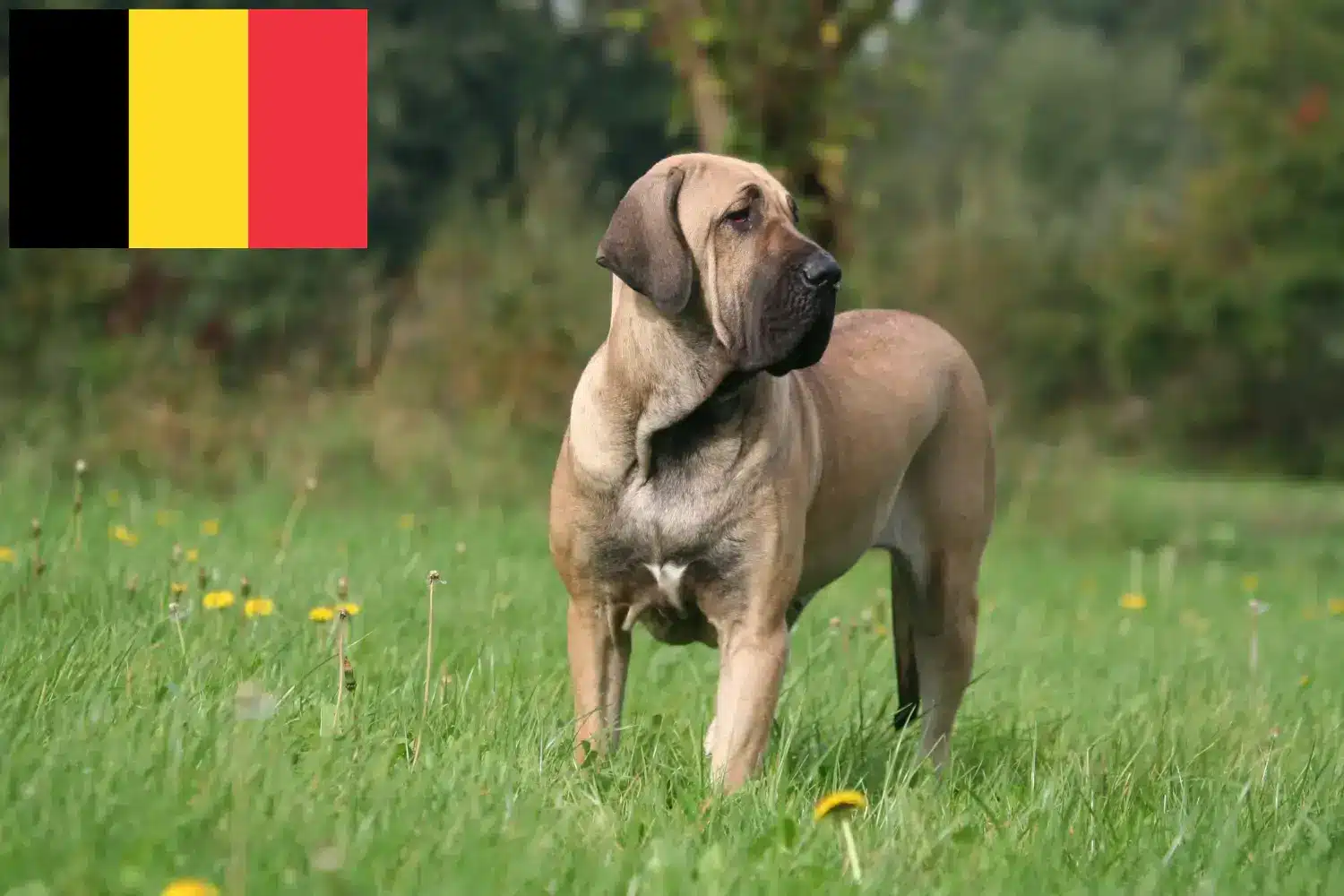 Read more about the article Fila Brasileiro tenyésztők és kölykök Belgiumban