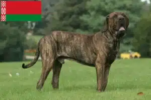 Read more about the article Fila Brasileiro tenyésztők és kölykök Fehéroroszországban