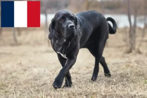 Read more about the article Fila Brasileiro tenyésztők és kölykök Franciaországban