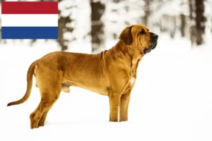 Read more about the article Fila Brasileiro tenyésztők és kölykök Hollandiában