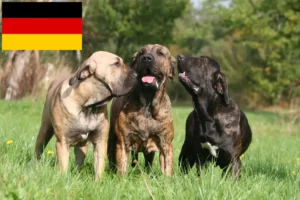 Read more about the article Fila Brasileiro tenyésztők és kölykök Németországban