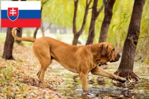 Read more about the article Fila Brasileiro tenyésztők és kölykök Szlovákiában