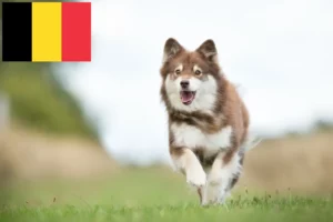 Read more about the article Finn Lapphund tenyésztők és kiskutyák Belgiumban