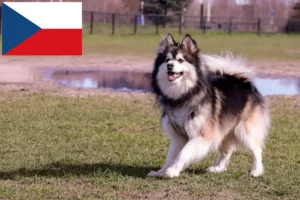 Read more about the article Finn Lapphund tenyésztők és kiskutyák Csehországban