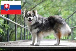 Read more about the article Finn Lapphund tenyésztők és kölykök Szlovákiában