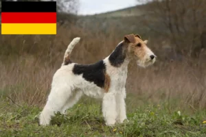 Read more about the article Foxterrier tenyésztők és kölykök Németországban