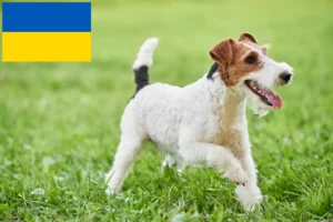 Read more about the article Foxterrier tenyésztők és kölykök Ukrajnában